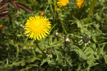 Yellow flower of dandelion in green grass. Spring photo. Top view. Close-up. Small depth of field (DOF)