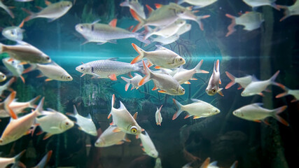many carp fish swim in the aquarium