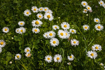 Fototapeta premium Daisy flowers in the garden. Small depth of field