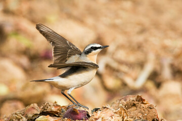 Tapuit, Northern Wheatear, Oenanthe oenanthe