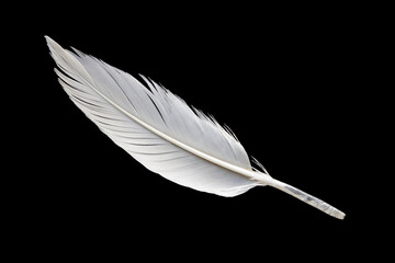 White feather on black background