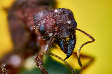 hormiga chicatana