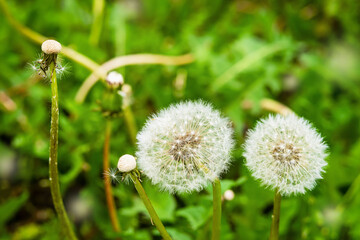 White fluffy dandelions in green grass, summer day, natural background