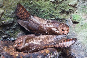 Vetvogel, Oilbird, Steatornis caripensis