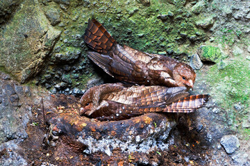 Vetvogel, Oilbird, Steatornis caripensis