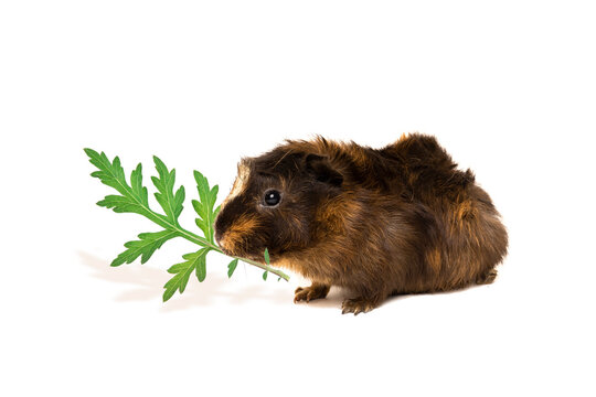 guinea pig isolated on a white background