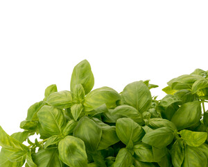Bunch of basil isolated on white whit copy space, label graphic design, banner or greeting card
