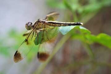 dragonfly on a branch