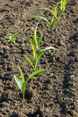 field with corn in spring. Parposts of plants began to grow in a straight line. Field of an agricultural enterprise