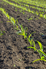 field with corn in spring. Parposts of plants began to grow in a straight line. Field of an agricultural enterprise