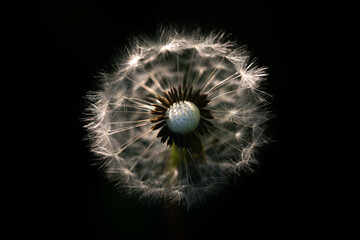 Dandelion seeds on black