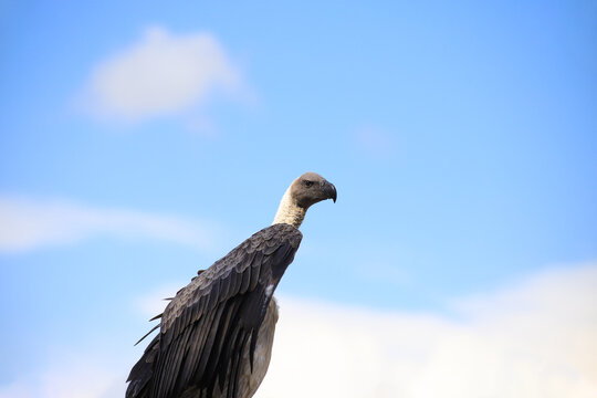 Griffon vulture portrait with blue sky in the background