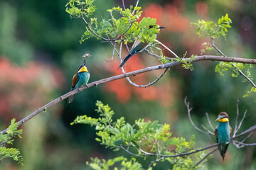 Bee-Eater in Germany