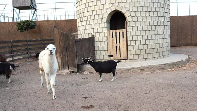 llamas and goats in the zoo , beautiful nature park