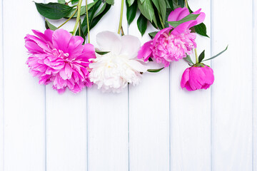 Peonies on a white background