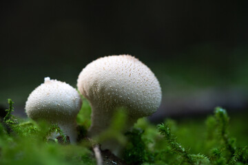 Common puffball - Lycoperdon perlatum