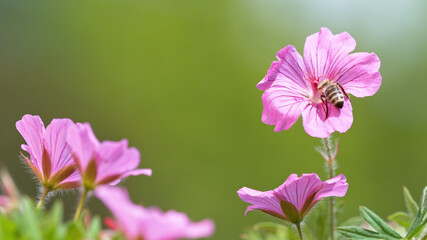 A Bee hovering pollen from pink blossom.