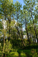 Obraz premium Skrått tre, Lyngdal