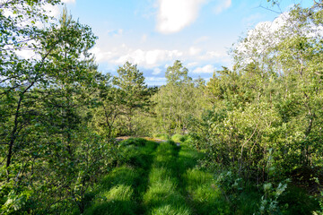Fototapeta na wymiar Following a trail in the forest, Lyngdal