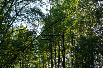 Trees in the forest, Lyngdal