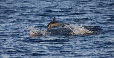 Fototapeta premium Pantropical Spotted Dolphin, Stenella attenuata