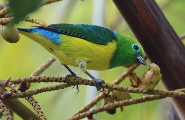 Chlorophonia cyanea