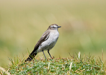 Rotsgrondtiran, Paramo Ground-Tyrant, Muscisaxicola alpinus alpinus