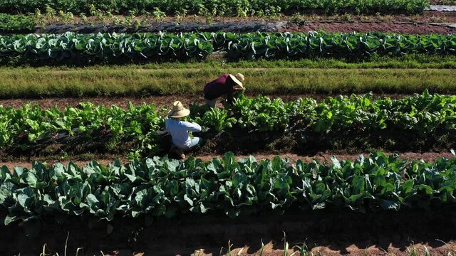 Push in and tilt down aerial view of two men picking vegetables on a farm in morning light wearing straw hats.