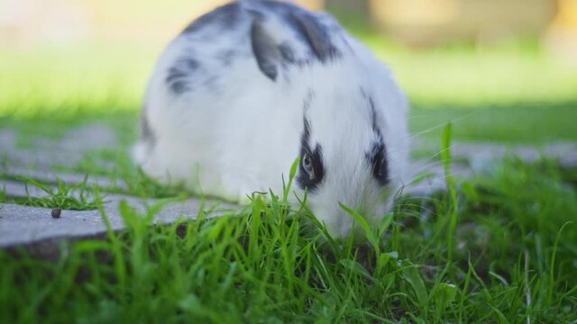 Baby rabbits walk and jump on the green lawn