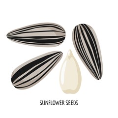 Sunflower seed set. Isolated on white Sunflower seeds. Organic snack, Russian nuts. Fesh cooking, healthy diet ingredient. For label template, farm market emblem, vegetarian and healthy life concept