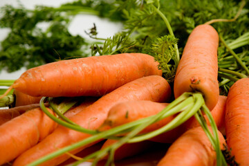 A bunch of carrots with tops, isolated on a white background