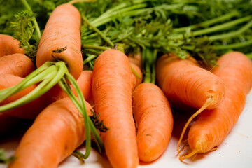 A bunch of carrots with tops, isolated on a white background