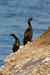 Pelagische Aalscholver, Pelagic Cormorant, Phalacrocorax pelagicus
