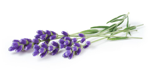 Fototapeta premium Lavender sprig flowers isolated on white background