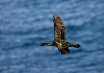 Pelagische Aalscholver, Pelagic Cormorant, Phalacrocorax pelagicus