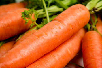 A bunch of carrots with tops, isolated on a white background