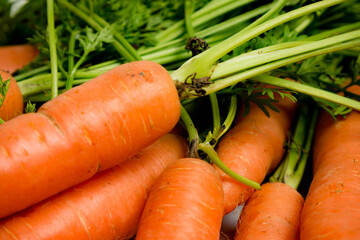 A bunch of carrots with tops, isolated on a white background
