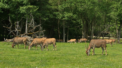 Eland antelopes in Safari Park in Dvůr Kr&aacute;lov&eacute; nad Labem, Eastern Bohemia, Czech Republic, Europe
