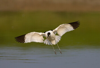Pied Avocet, Kluut, Recurvirostra avosetta