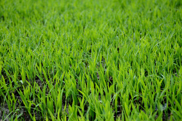 closeup the green ripe paddy plant soil heap in the farm over out of focus brown background.