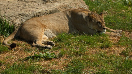 Lionesses in Lion Safari in Safari Park in Dvůr Králové nad Labem, Eastern Bohemia, Czech...
