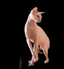 Hairless Cat stands, Pink Sphinx , the silhouette of a cat, playing on black background