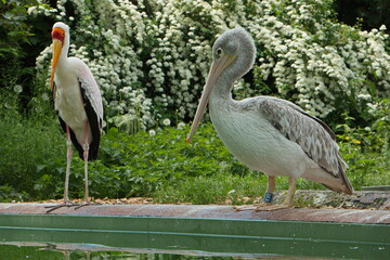 Yellow-billed stork and Dalmatian pelican in Safari Park in Dvůr Králové nad Labem, Eastern Bohemia, Czech Republic, Europe
