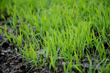 closeup the green ripe paddy plant soil heap in the farm over out of focus brown background.