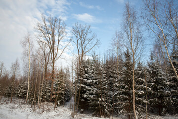 winter season with snow in the park or forest and pine firs