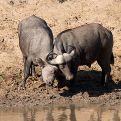 Kruger National Park: Cape Buffalo