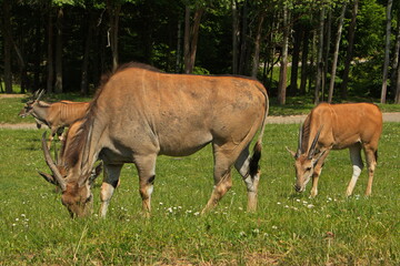 Naklejka na ściany i meble Eland antelopes in Safari Park in Dvůr Králové nad Labem, Eastern Bohemia, Czech Republic, Europe 