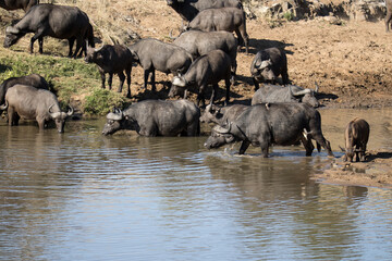 Kruger National Park: Cape Buffalo