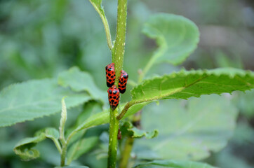 closeup bunch the small red black color weevil insect hold on tree branch over out of focus green brown background.
