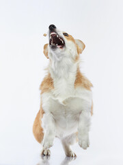 the dog catches a piece of food. funny welsh corgi pembroke on a white background. Pet in the studio. 